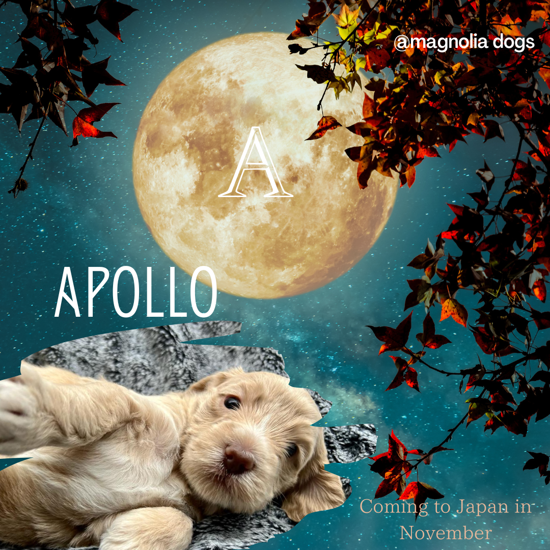 apollo.png