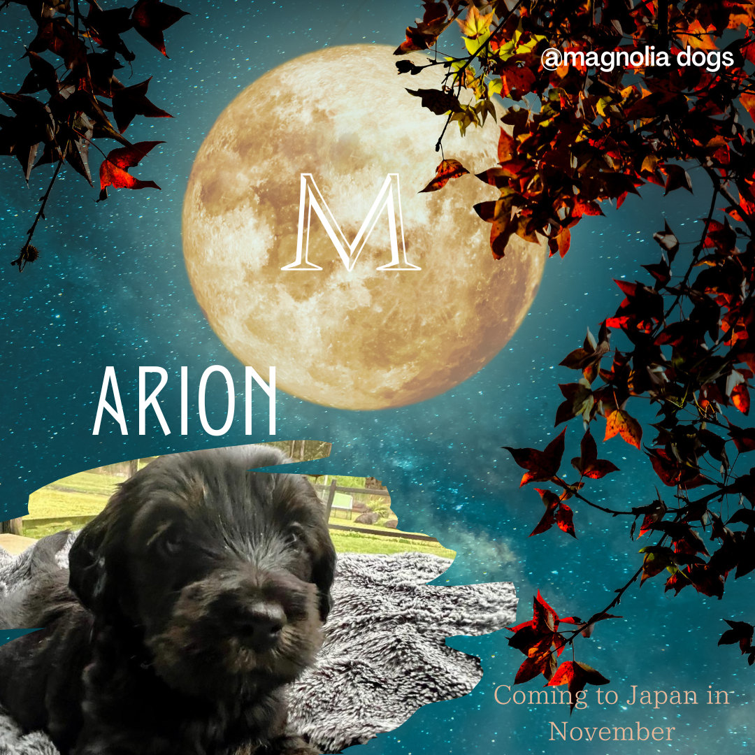 arion.png