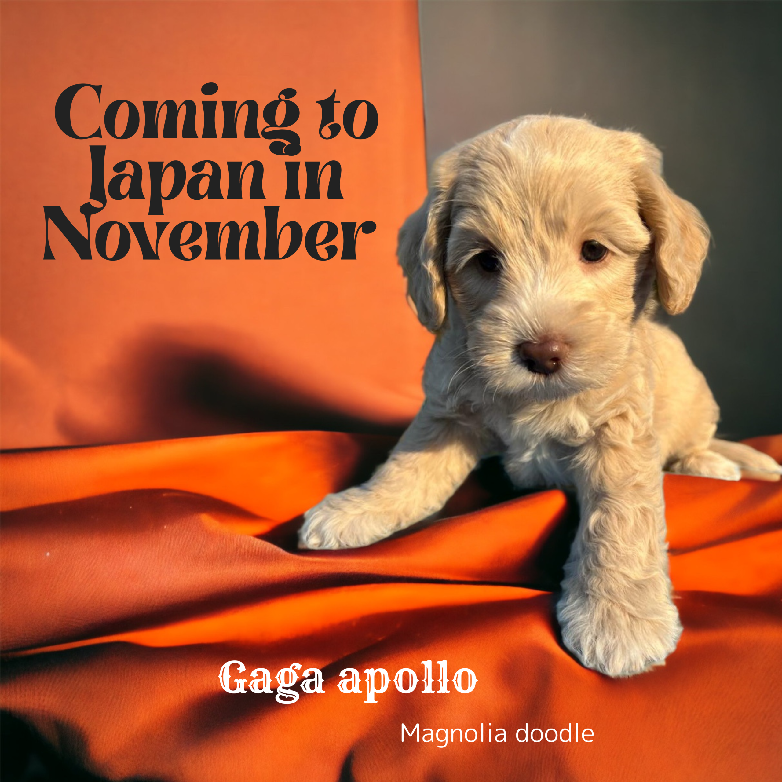 coming_to_japan_in_november_-_1.png